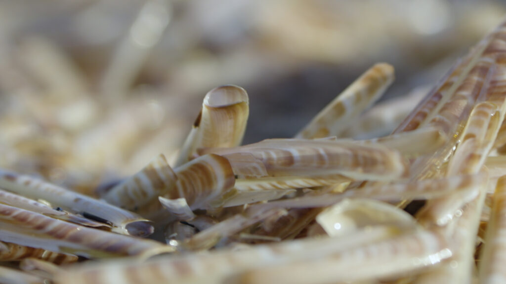 Sequence 02.00_05_56_08.Still007